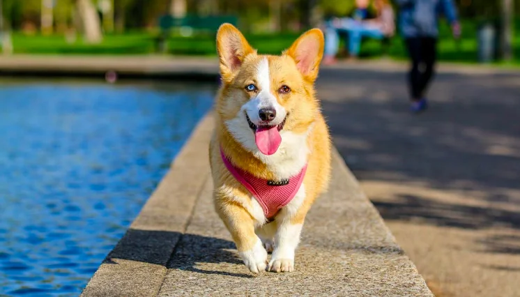 Vacanze con il cane: il vademecum